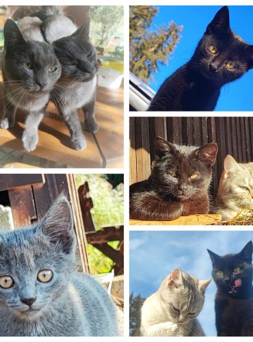 Katzen neu